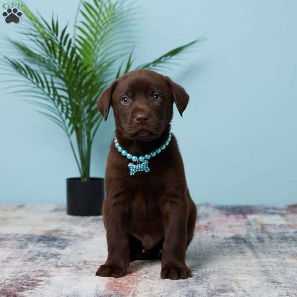 Bouncer, Chocolate Labrador Retriever Puppy